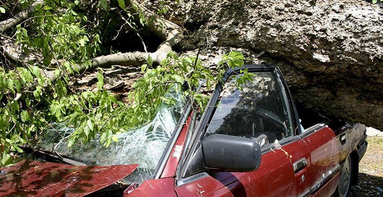 Şiddetli Rüzgar Samsun’da Zarara Neden Oldu: Ağaç 2 Araç Üzerine Devrildi